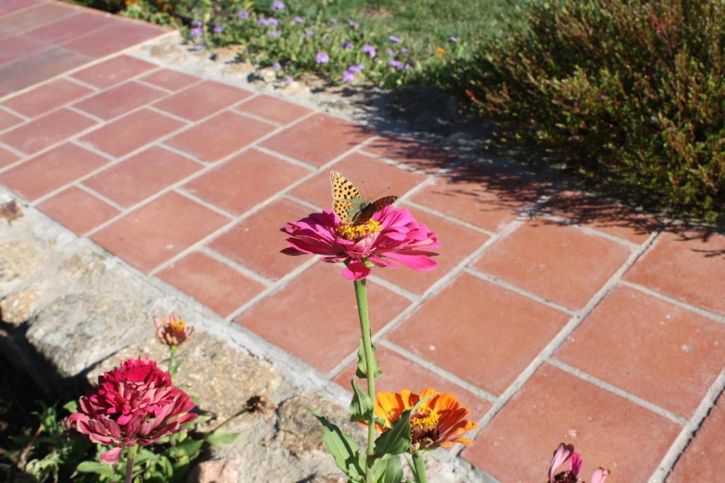 Apartamentos El Jardin Del Poeta Guijo de Granadilla Eksteriør billede